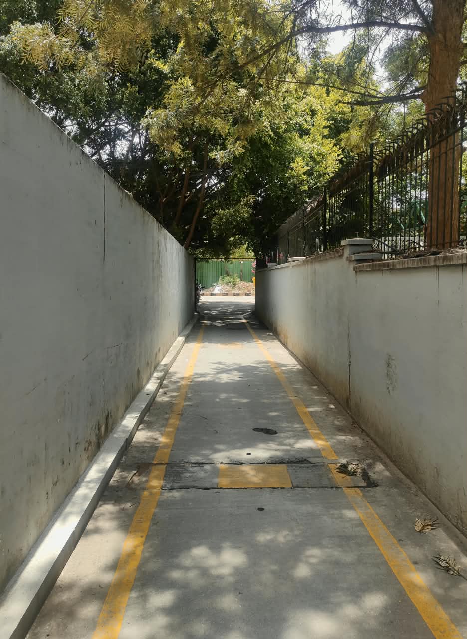 A narrow tree-lined lane with yellow lines between white walls